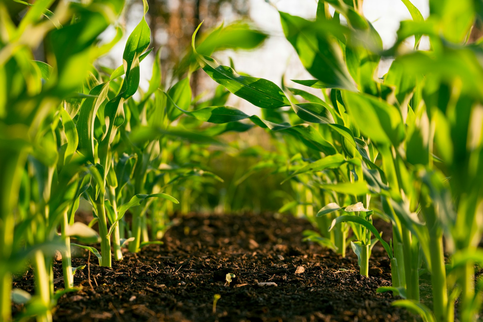 Campo agricolo e gestionale per agricoltura e contoterzismo
